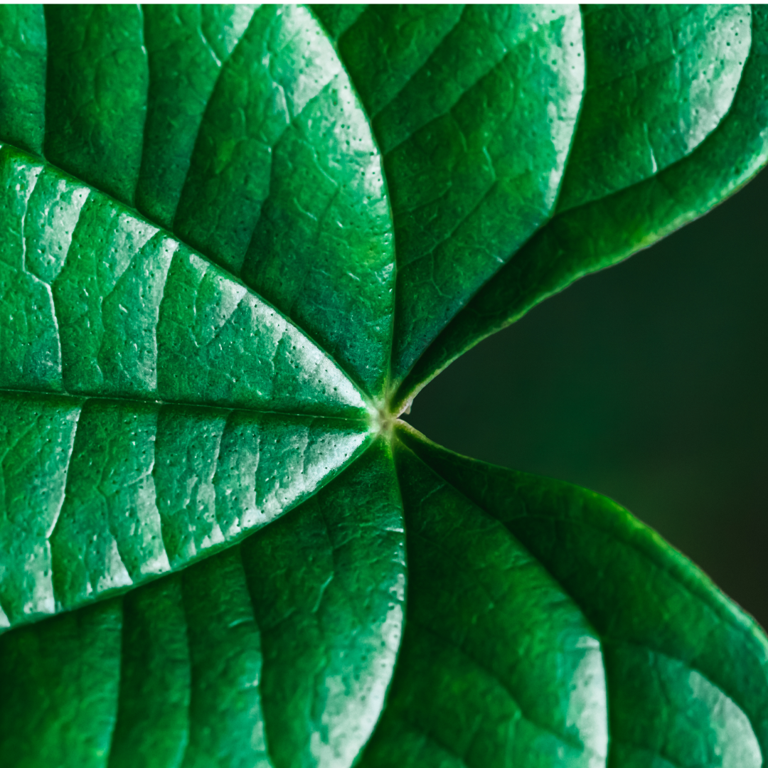 "Tropical leaves" - Fertige individuelle Dual-Layer-Hülle für das iPhone